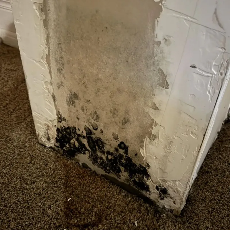 Professional Mold Removal in Mount Angel, OR